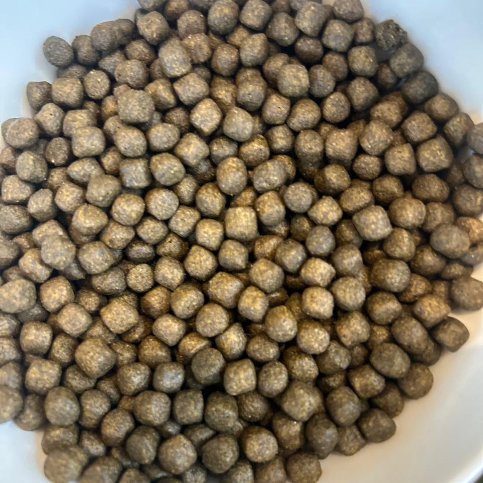 Dainichi Colour Up Float